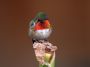 CostaRica06 - 043 * Scintillant Hummingbird